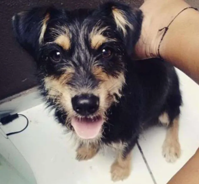Cachorro ra a Srd idade 2 a 6 meses nome Smiths