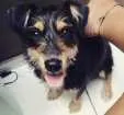 Cachorro raça Srd idade 2 a 6 meses nome Smiths