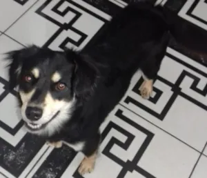 Cachorro raça Não definida vira lata idade 7 a 11 meses nome Nany