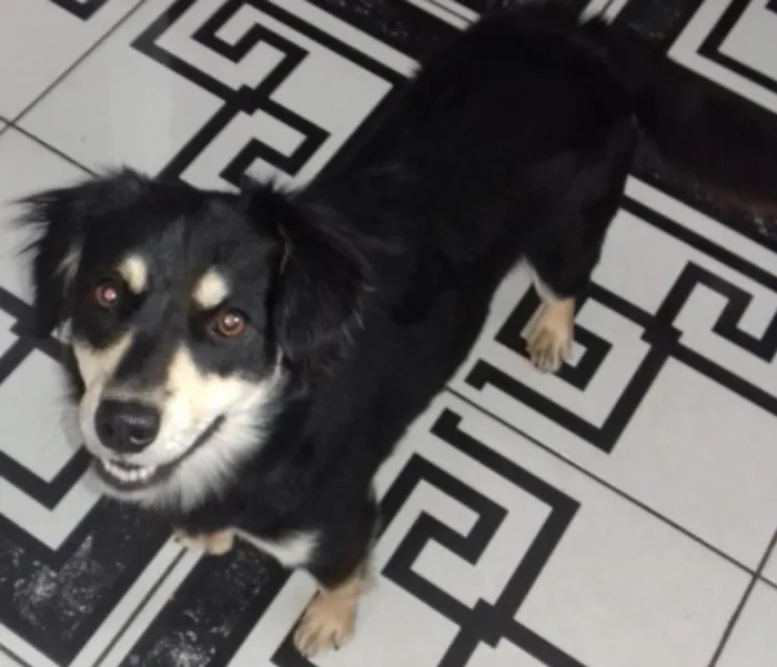 Cachorro ra a Não definida vira lata idade 7 a 11 meses nome Nany