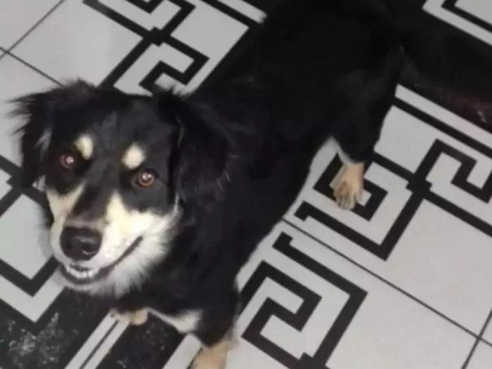 Cachorro ra a Não definida vira lata idade 7 a 11 meses nome Nany