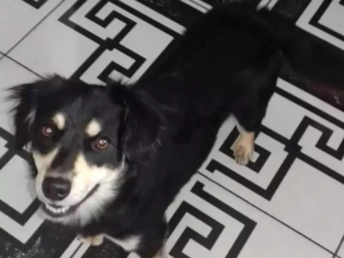 Cachorro ra a Não definida vira lata idade 7 a 11 meses nome Nany