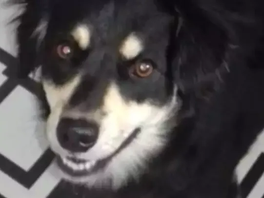 Cachorro ra a Não definida vira lata idade 7 a 11 meses nome Nany