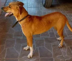 Cachorro raça Vira lata idade 3 anos nome Linda