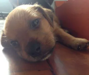 Cachorro raça  idade Abaixo de 2 meses nome Mel 
