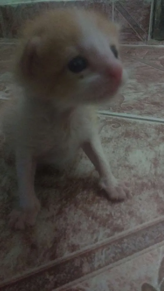 Gato raça  idade Abaixo de 2 meses nome Não tem