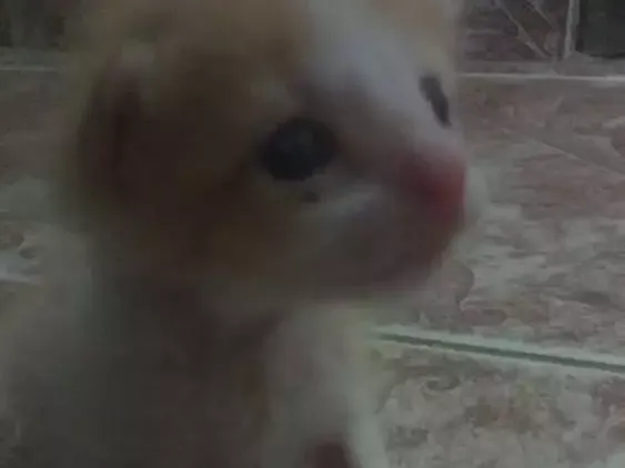 Gato raça  idade Abaixo de 2 meses nome Não tem