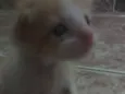 Não tem