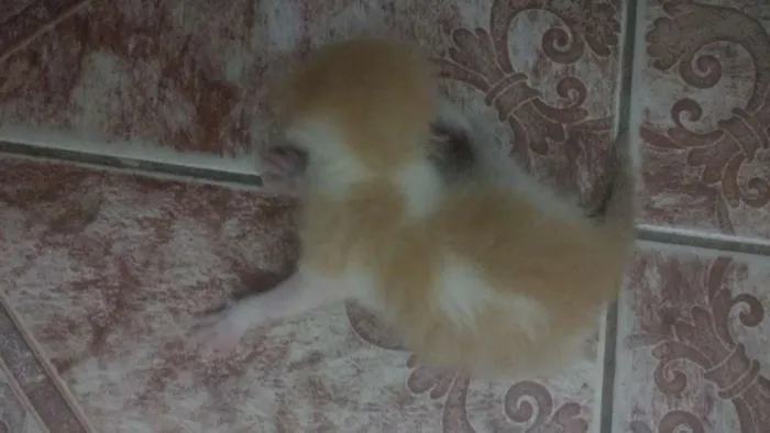 Gato raça  idade Abaixo de 2 meses nome Não tem