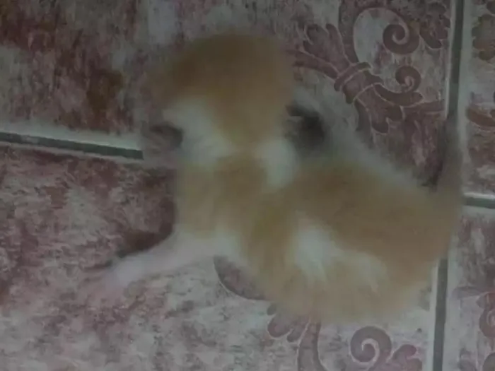 Gato raça  idade Abaixo de 2 meses nome Não tem