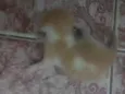Não tem