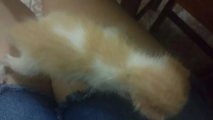 Gato raça  idade Abaixo de 2 meses nome Não tem