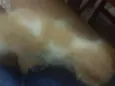 Não tem