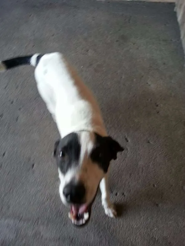 Cachorro ra a Viralata idade 7 a 11 meses nome Querin