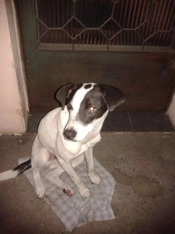 Cachorro ra a Viralata idade 7 a 11 meses nome Querin