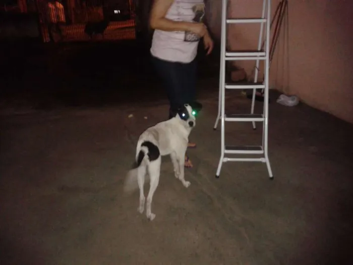 Cachorro ra a Viralata idade 7 a 11 meses nome Querin