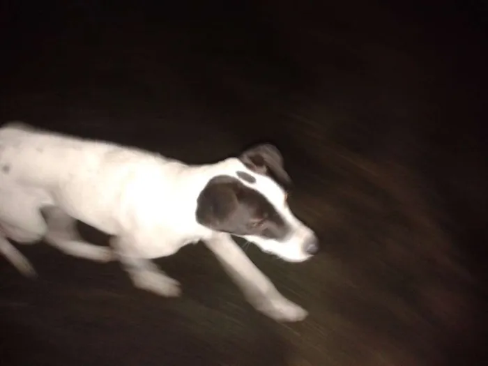 Cachorro ra a Viralata idade 7 a 11 meses nome Querin