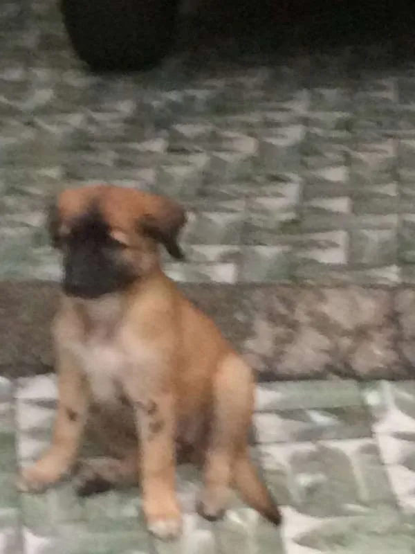 Cachorro ra a pastor idade 2 a 6 meses nome Baby
