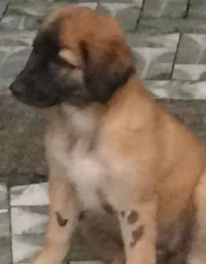 Cachorro raça pastor idade 2 a 6 meses nome Baby