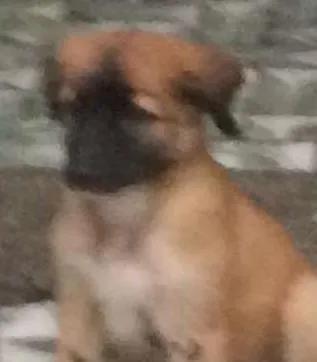 Cachorro ra a pastor idade 2 a 6 meses nome Baby