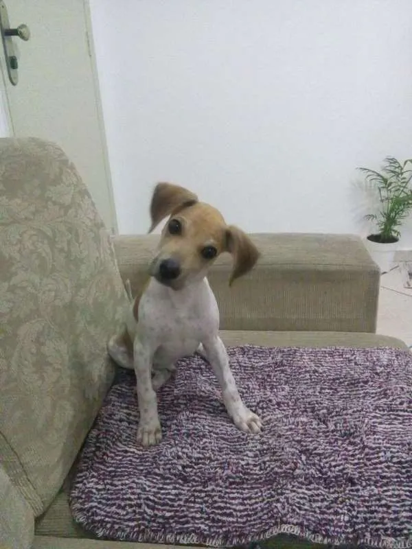 Cachorro ra a mix beagle com sharpei idade 2 a 6 meses nome Tody