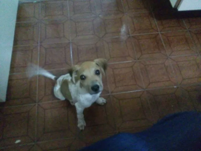 Cachorro ra a mix beagle com sharpei idade 2 a 6 meses nome Tody