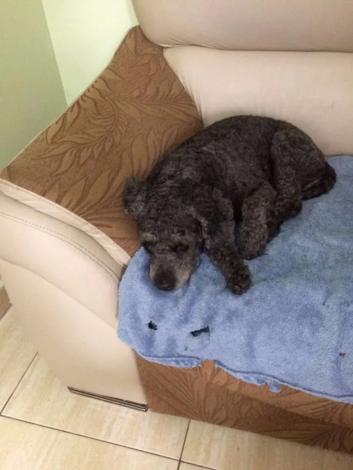 Cachorro ra a Poodle  idade 5 anos nome Viana