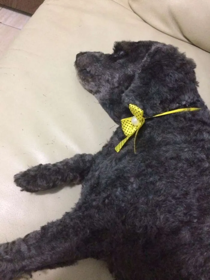 Cachorro ra a Poodle  idade 5 anos nome Viana