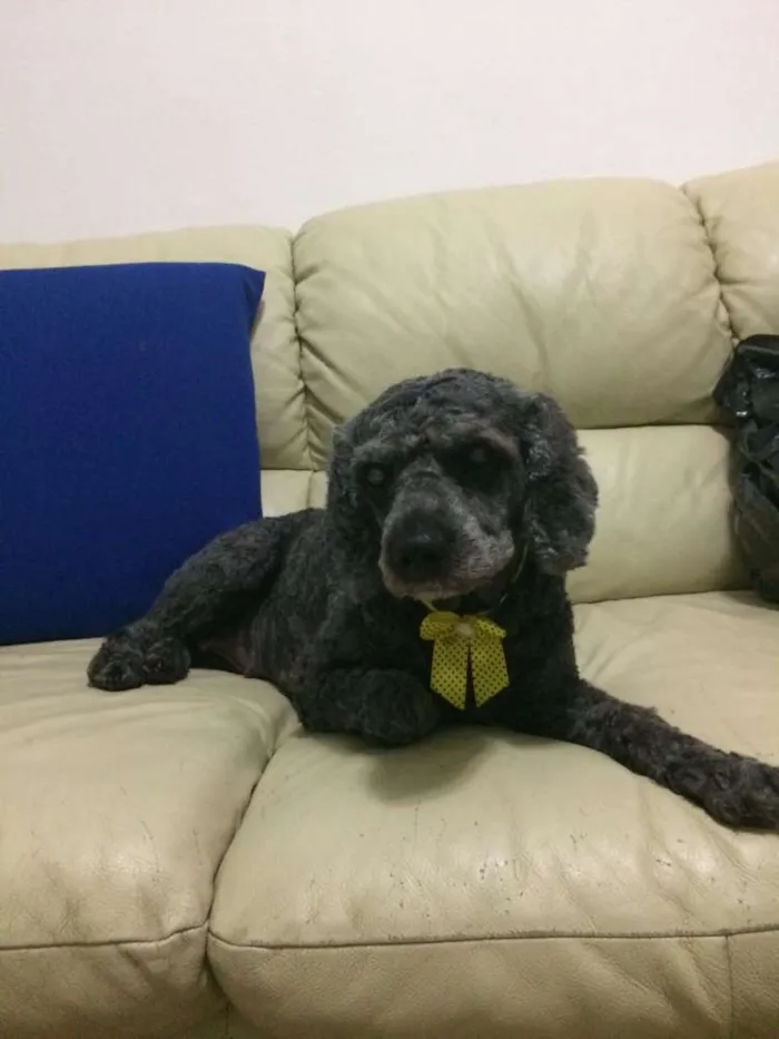 Cachorro ra a Poodle  idade 5 anos nome Viana