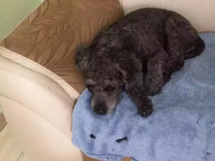Cachorro ra a Poodle  idade 5 anos nome Viana