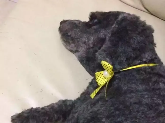 Cachorro ra a Poodle  idade 5 anos nome Viana