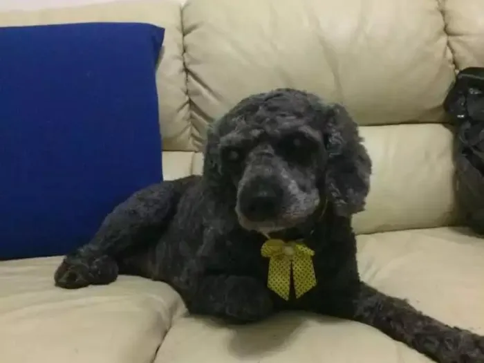 Cachorro ra a Poodle  idade 5 anos nome Viana