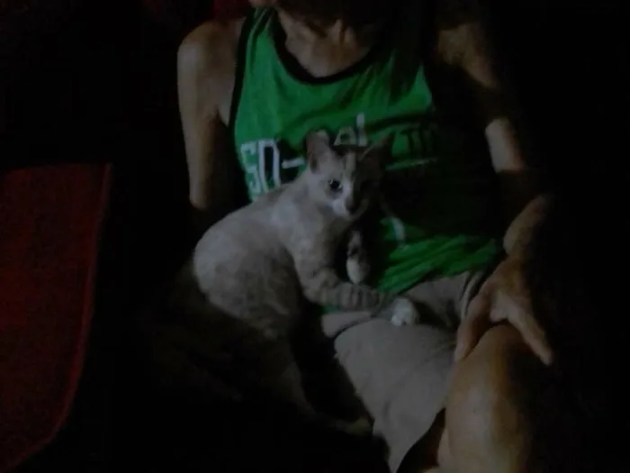 Gato raça srd idade 7 a 11 meses nome Comprida