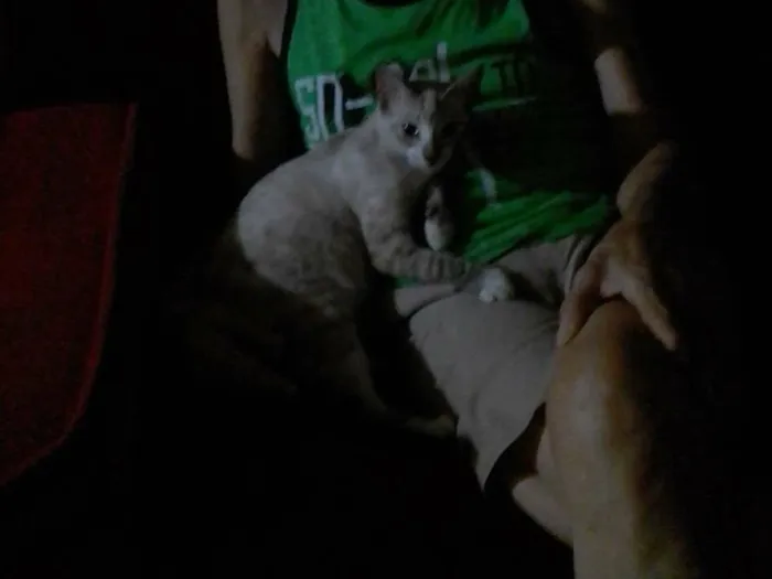 Gato raça srd idade 7 a 11 meses nome Comprida