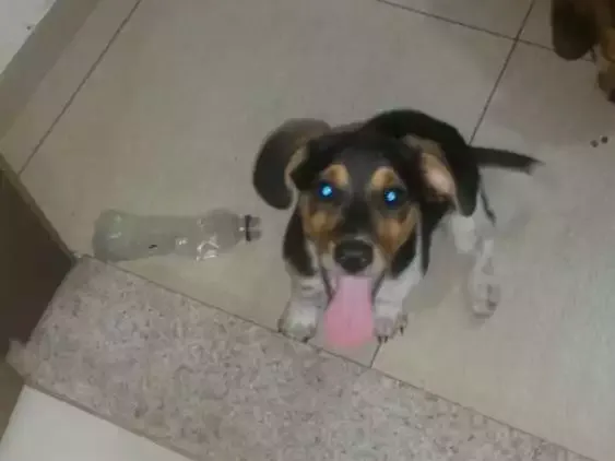 Cachorro ra a Sem raça idade 2 a 6 meses nome Sem nome ainda