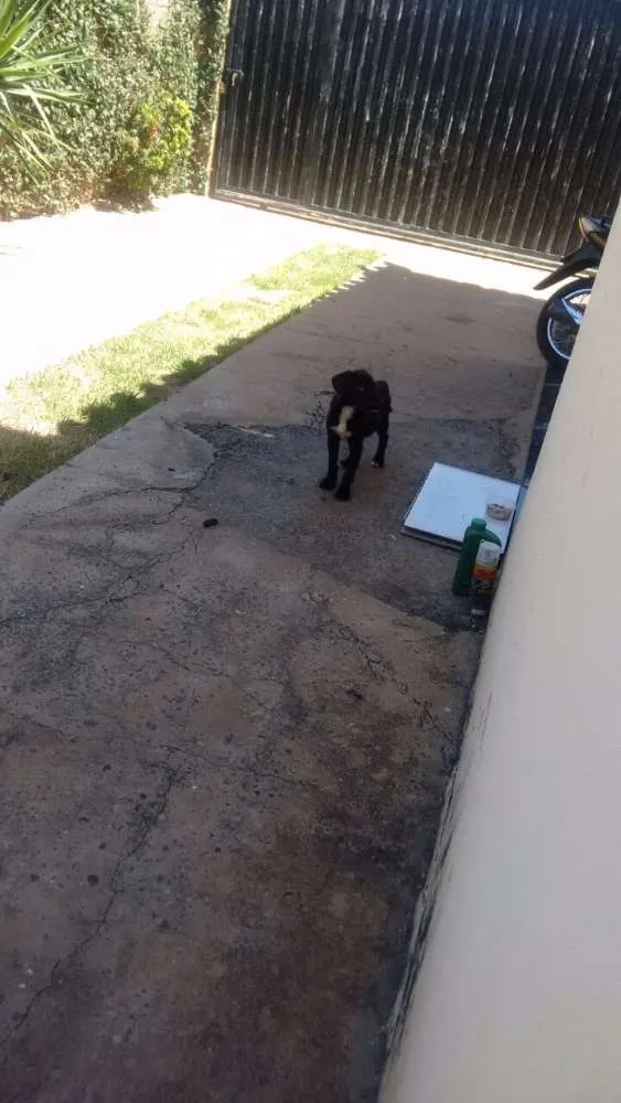 Cachorro raça Não definida idade 2 a 6 meses nome Não tem ainda