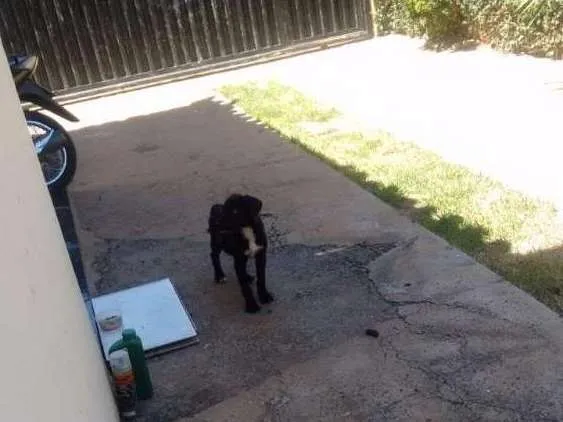 Cachorro raça Não definida idade 2 a 6 meses nome Não tem ainda