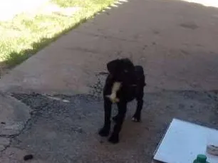 Cachorro raça Não definida idade 2 a 6 meses nome Não tem ainda