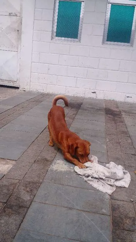 Cachorro ra a Salsicha idade 1 ano nome Sem nome