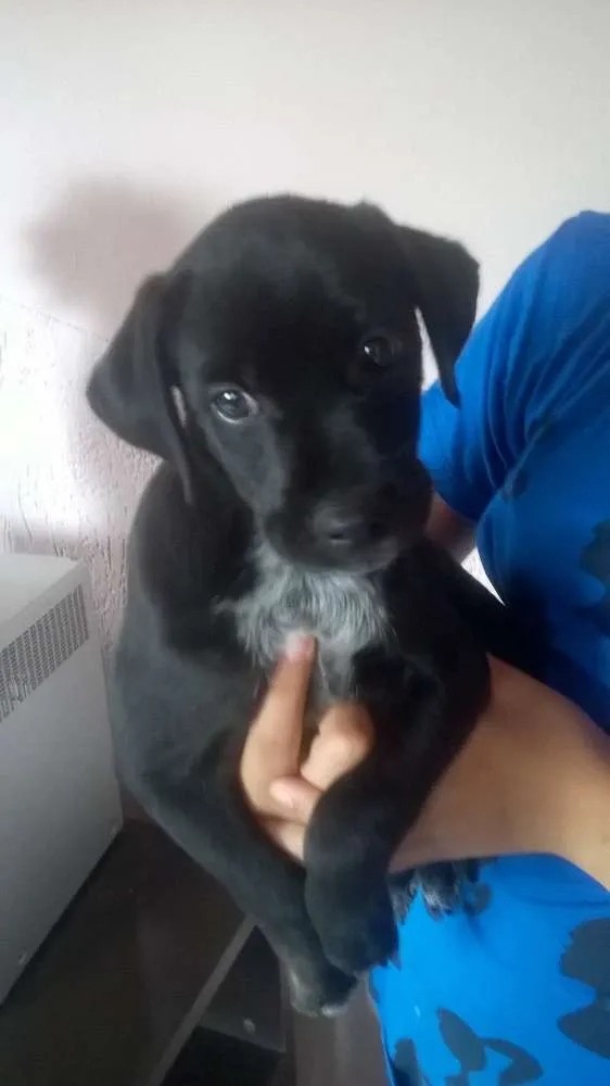 Cachorro ra a vira lata idade 2 a 6 meses nome sem nome