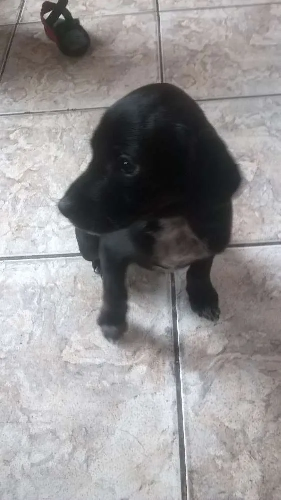 Cachorro ra a vira lata idade 2 a 6 meses nome sem nome