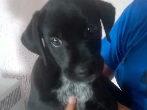 Cachorro ra a vira lata idade 2 a 6 meses nome sem nome