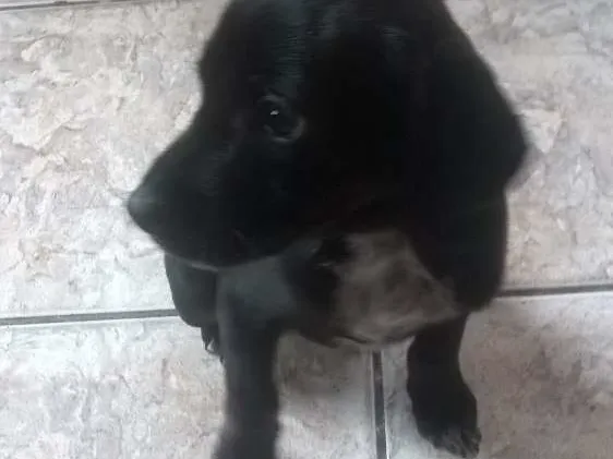 Cachorro ra a vira lata idade 2 a 6 meses nome sem nome