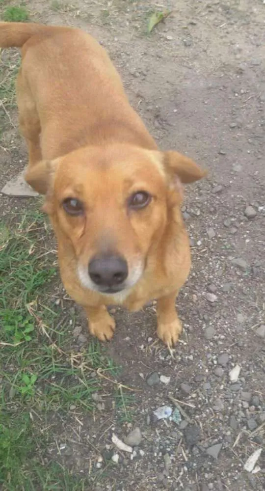 Cachorro ra a Srd idade 2 anos nome Mortadela