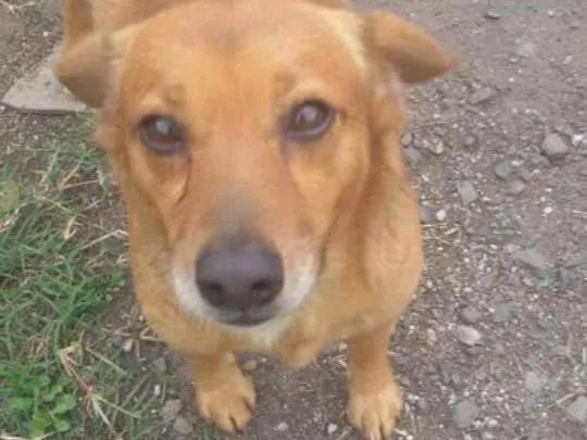 Cachorro ra a Srd idade 2 anos nome Mortadela
