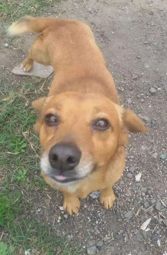 Cachorro ra a Srd idade 2 anos nome Mortadela
