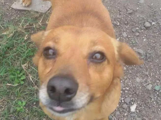 Cachorro ra a Srd idade 2 anos nome Mortadela