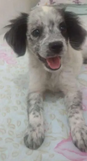 Cachorro raça Dálmata com Srd idade 2 a 6 meses nome Floquinho