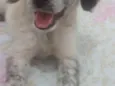 Floquinho