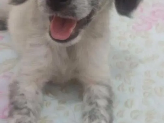 Cachorro ra a Dálmata com Srd idade 2 a 6 meses nome Floquinho